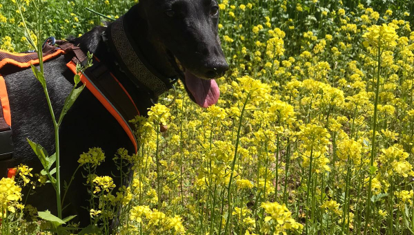 Schwarze Schönheit auf Familiensuche